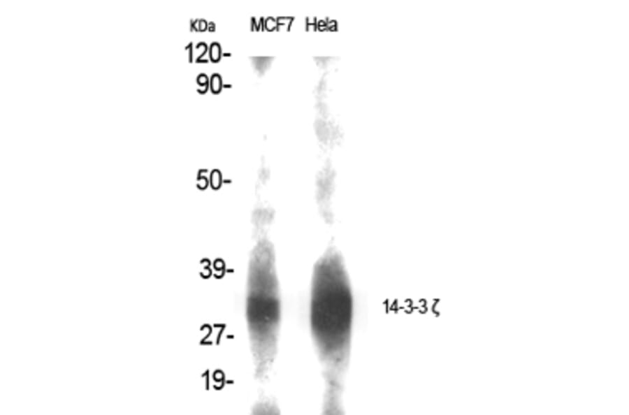 Western Blot - Anti-14-3-3 zeta Antibody (B0001) - Antibodies.com