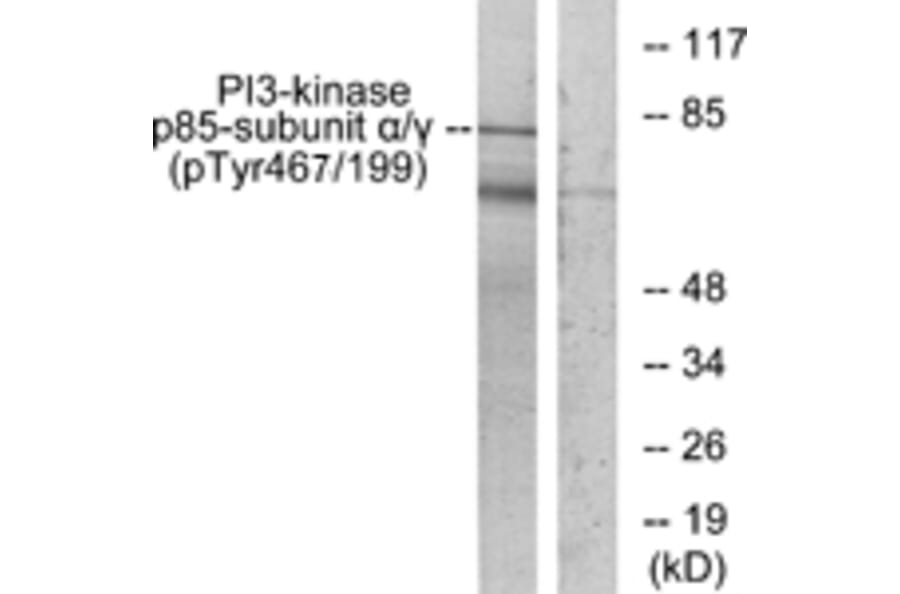 Western Blot - Anti-PI 3 Kinase p85 alpha + Gamma (phospho Tyr467 + Tyr199) Antibody (A1224) - Antibodies.com