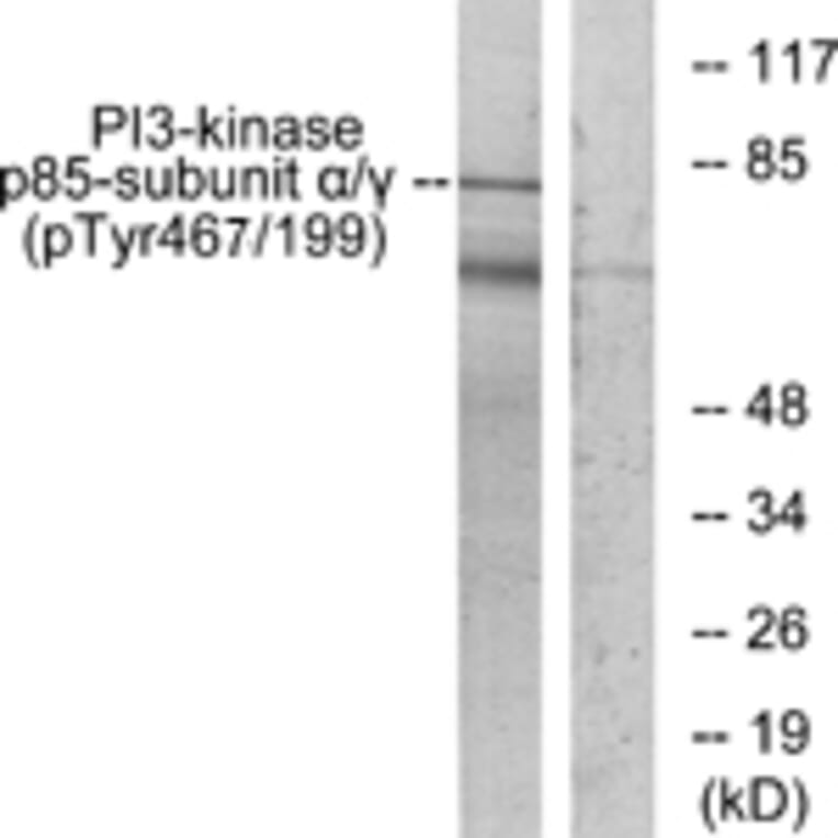 Western Blot - Anti-PI 3 Kinase p85 alpha + Gamma (phospho Tyr467 + Tyr199) Antibody (A1224) - Antibodies.com