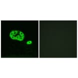 Immunofluorescence - Anti-PI 3 Kinase p85 alpha + Gamma (phospho Tyr467 + Tyr199) Antibody (A1224) - Antibodies.com