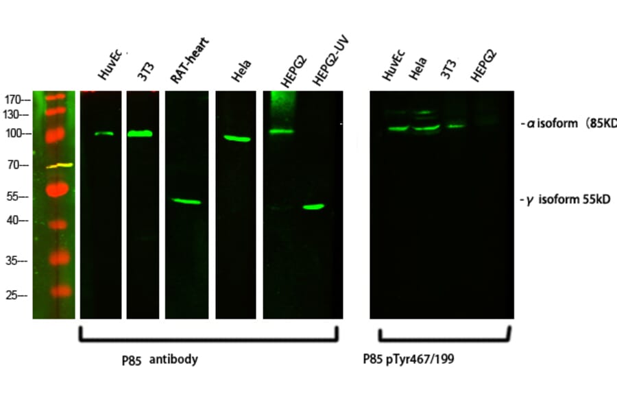 Western Blot - Anti-PI 3 Kinase p85 alpha + Gamma (phospho Tyr467 + Tyr199) Antibody (A1224) - Antibodies.com