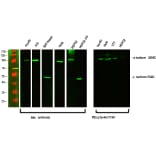 Western Blot - Anti-PI 3 Kinase p85 alpha + Gamma (phospho Tyr467 + Tyr199) Antibody (A1224) - Antibodies.com