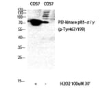 Western Blot - Anti-PI 3 Kinase p85 alpha + Gamma (phospho Tyr467 + Tyr199) Antibody (A1224) - Antibodies.com