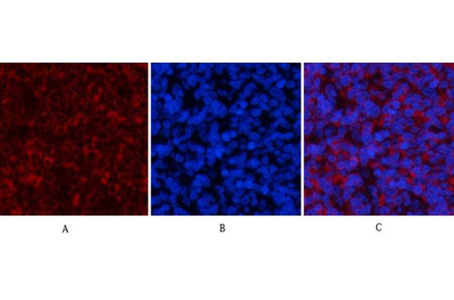 Immunofluorescence - Anti-PI 3 Kinase p85 alpha + Gamma (phospho Tyr467 + Tyr199) Antibody (A1224) - Antibodies.com