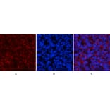 Immunofluorescence - Anti-PI 3 Kinase p85 alpha + Gamma (phospho Tyr467 + Tyr199) Antibody (A1224) - Antibodies.com
