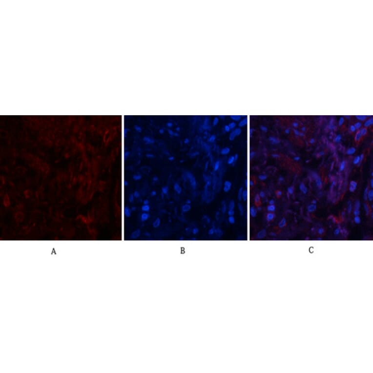 Immunofluorescence - Anti-PI 3 Kinase p85 alpha + Gamma (phospho Tyr467 + Tyr199) Antibody (A1224) - Antibodies.com