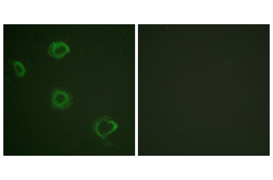 Immunofluorescence - Anti-Interferon-gamma Receptor alpha (phospho Tyr457) Antibody (A0953) - Antibodies.com