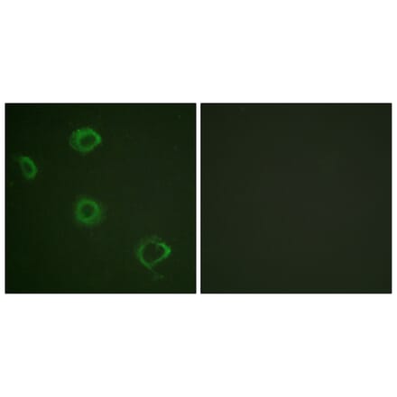 Immunofluorescence - Anti-Interferon-gamma Receptor alpha (phospho Tyr457) Antibody (A0953) - Antibodies.com