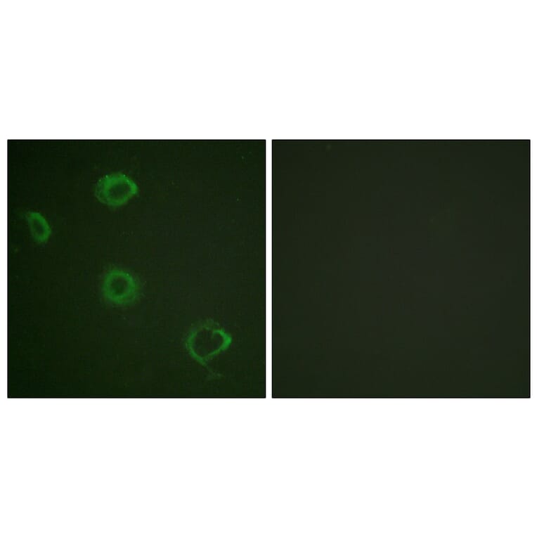 Immunofluorescence - Anti-Interferon-gamma Receptor alpha (phospho Tyr457) Antibody (A0953) - Antibodies.com