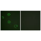 Immunofluorescence - Anti-Interferon-gamma Receptor alpha (phospho Tyr457) Antibody (A0953) - Antibodies.com