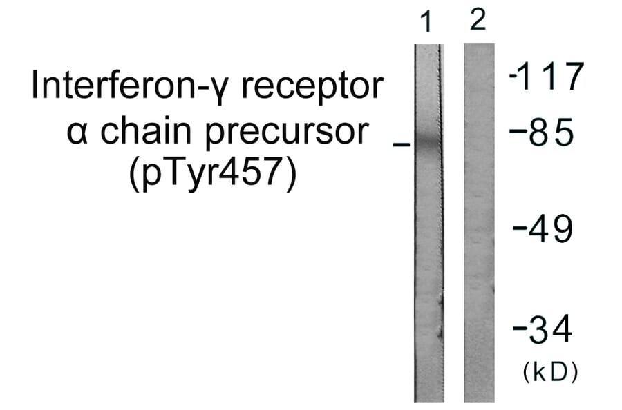 Western Blot - Anti-Interferon-gamma Receptor alpha (phospho Tyr457) Antibody (A0953) - Antibodies.com