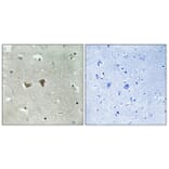 Immunohistochemistry - Anti-Rac Guanine Nucleotide Exchange Factor 2 (phospho Ser885) Antibody (A1233) - Antibodies.com