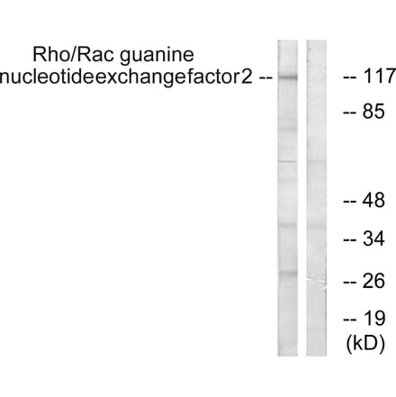 Western Blot - Anti-Rac Guanine Nucleotide Exchange Factor 2 Antibody (B1233) - Antibodies.com