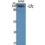 Western Blot - Anti-Rac Guanine Nucleotide Exchange Factor 2 Antibody (B1233) - Antibodies.com