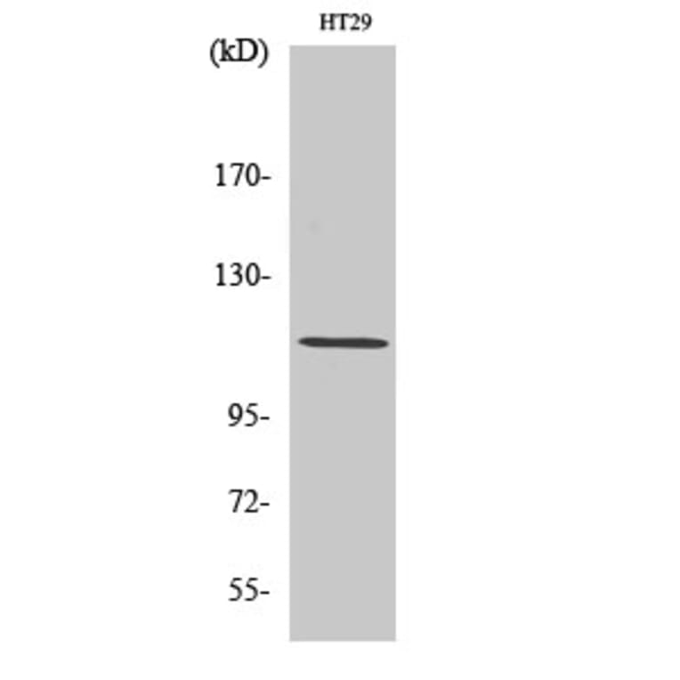 Western Blot - Anti-Rac Guanine Nucleotide Exchange Factor 2 Antibody (B1233) - Antibodies.com