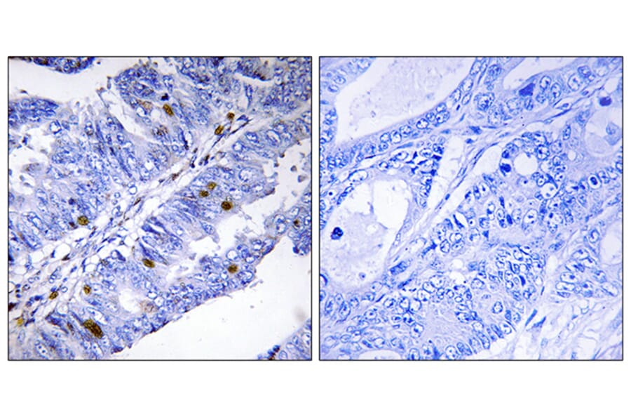 Immunohistochemistry - Anti-Nuclear Receptor NR4A1 (phospho Ser351) Antibody (A1168) - Antibodies.com