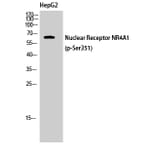 Western Blot - Anti-Nuclear Receptor NR4A1 (phospho Ser351) Antibody (A1168) - Antibodies.com