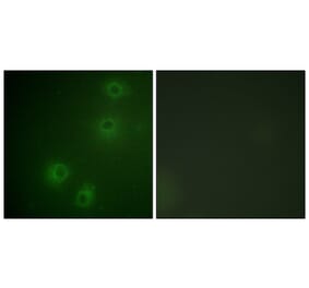 Immunofluorescence - Anti-Integrin beta1 (phospho Thr789) Antibody (A0491) - Antibodies.com