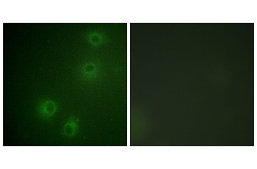Immunofluorescence - Anti-Integrin beta1 (phospho Thr789) Antibody (A0491) - Antibodies.com