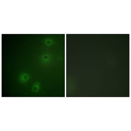 Immunofluorescence - Anti-Integrin beta1 (phospho Thr789) Antibody (A0491) - Antibodies.com