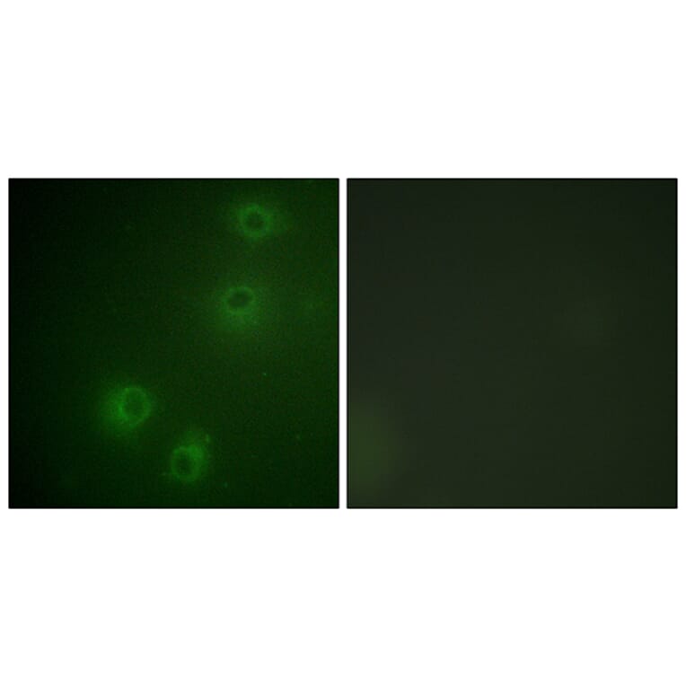 Immunofluorescence - Anti-Integrin beta1 (phospho Thr789) Antibody (A0491) - Antibodies.com