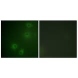 Immunofluorescence - Anti-Integrin beta1 (phospho Thr789) Antibody (A0491) - Antibodies.com