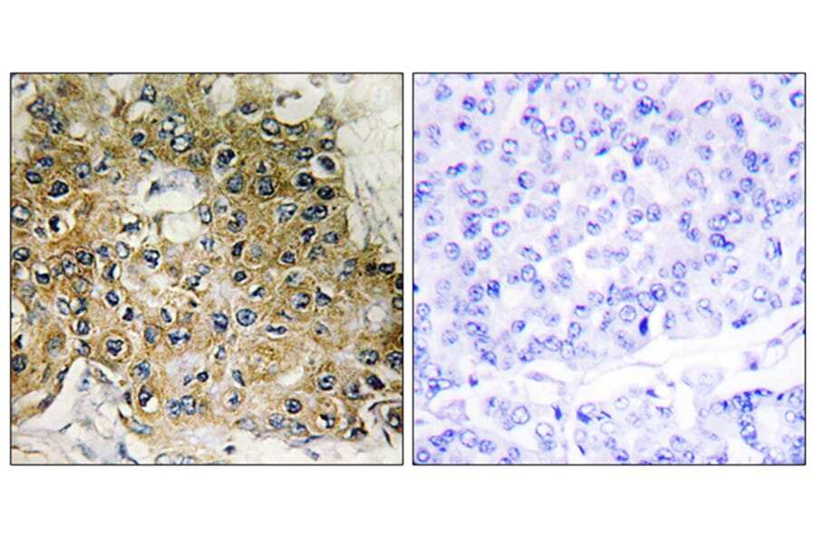 Immunohistochemistry - Anti-Integrin beta1 (phospho Thr789) Antibody (A0491) - Antibodies.com