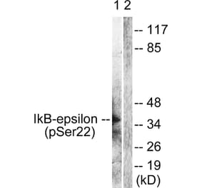 Western Blot - Anti-IkappaB-epsilon (phospho Ser22) Antibody (A0015) - Antibodies.com