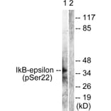 Western Blot - Anti-IkappaB-epsilon (phospho Ser22) Antibody (A0015) - Antibodies.com