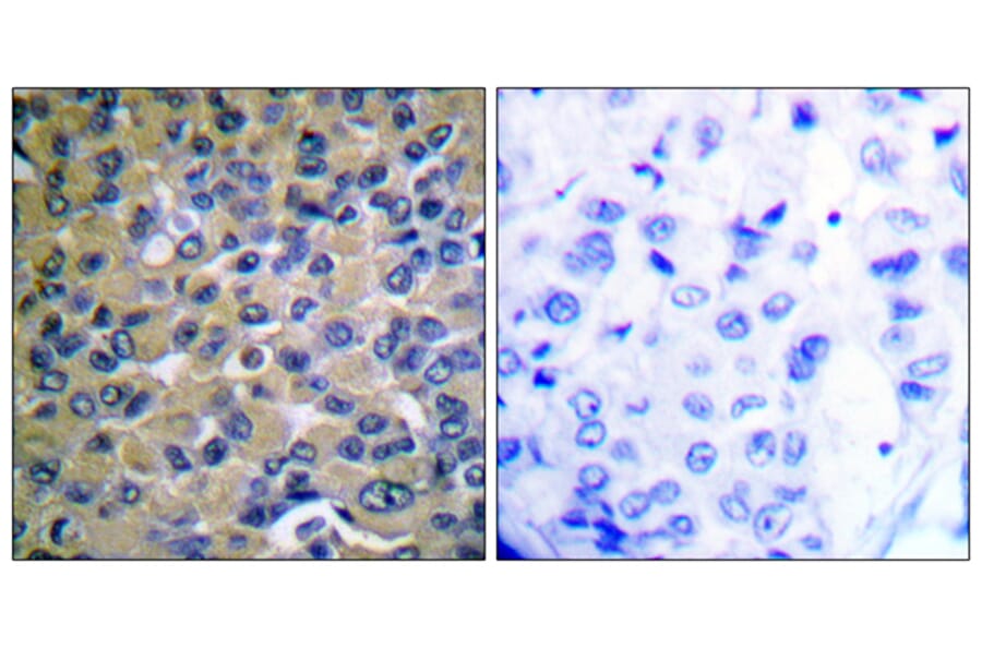 Immunohistochemistry - Anti-IkappaB-epsilon (phospho Ser22) Antibody (A0015) - Antibodies.com