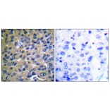 Immunohistochemistry - Anti-IkappaB-epsilon (phospho Ser22) Antibody (A0015) - Antibodies.com