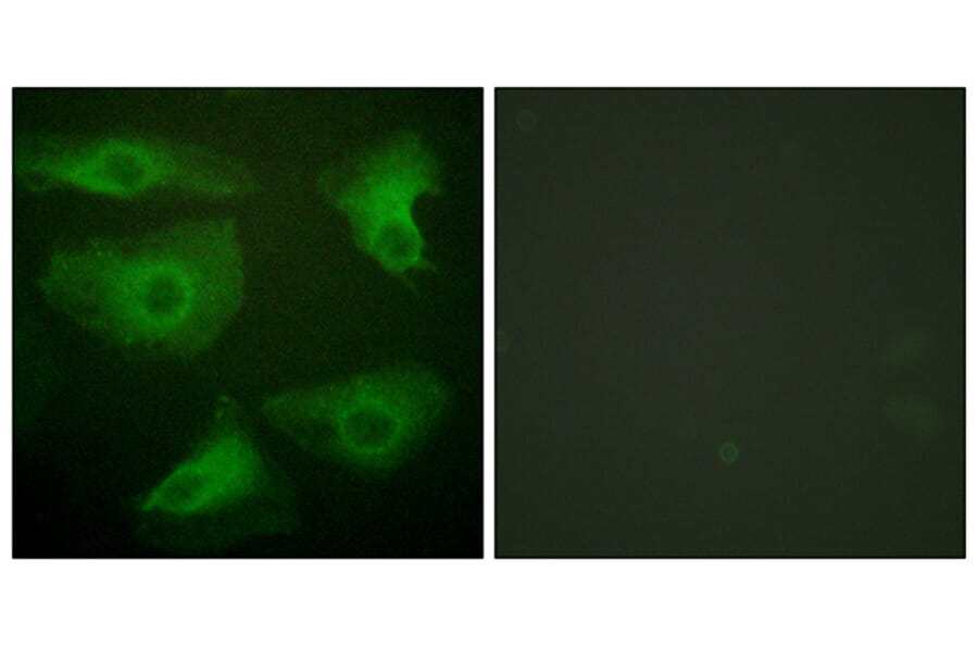 Immunofluorescence - Anti-IkappaB-epsilon (phospho Ser22) Antibody (A0015) - Antibodies.com