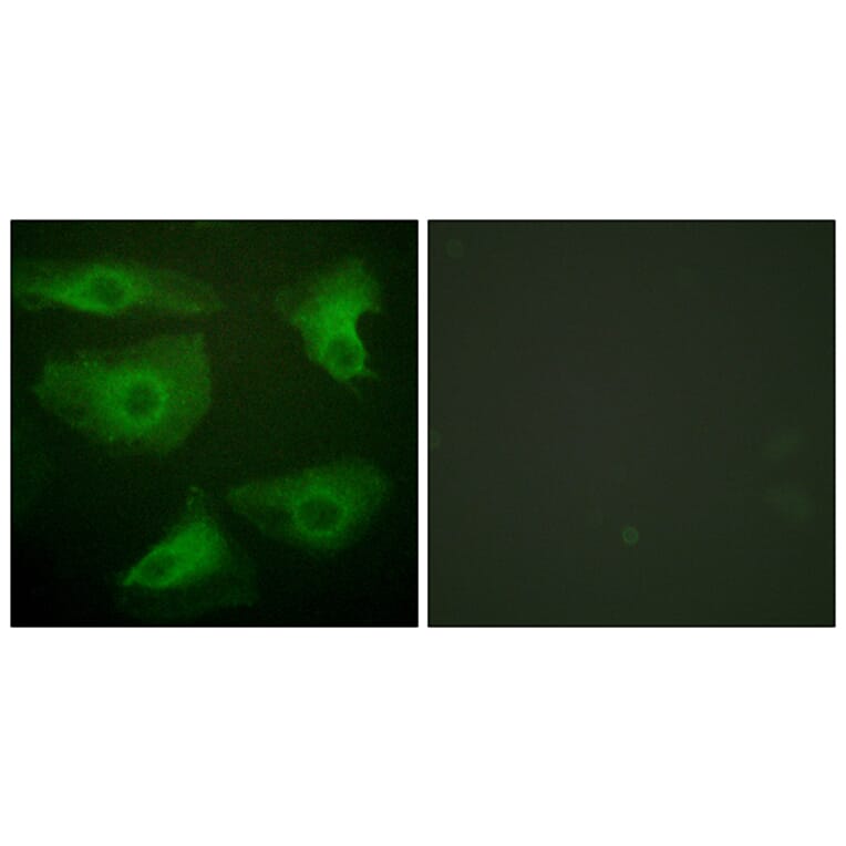 Immunofluorescence - Anti-IkappaB-epsilon (phospho Ser22) Antibody (A0015) - Antibodies.com