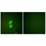 Immunofluorescence - Anti-Catenin-delta1 (phospho Tyr228) Antibody (A0891) - Antibodies.com