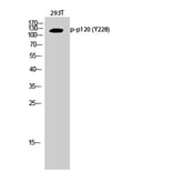 Western Blot - Anti-Catenin-delta1 (phospho Tyr228) Antibody (A0891) - Antibodies.com