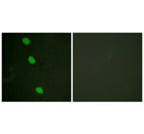 Immunofluorescence - Anti-CaMK4 (phospho Thr196 + Thr200) Antibody (A0831) - Antibodies.com
