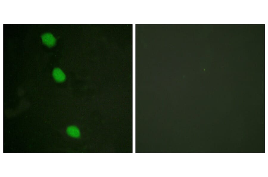 Immunofluorescence - Anti-CaMK4 (phospho Thr196 + Thr200) Antibody (A0831) - Antibodies.com