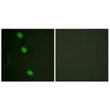 Immunofluorescence - Anti-CaMK4 (phospho Thr196 + Thr200) Antibody (A0831) - Antibodies.com
