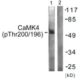 Western Blot - Anti-CaMK4 (phospho Thr196 + Thr200) Antibody (A0831) - Antibodies.com
