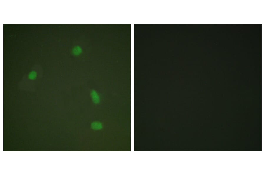 Immunofluorescence - Anti-Progesterone Receptor (phospho Ser400) Antibody (A0559) - Antibodies.com