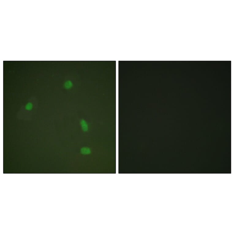 Immunofluorescence - Anti-Progesterone Receptor (phospho Ser400) Antibody (A0559) - Antibodies.com