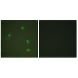 Immunofluorescence - Anti-Progesterone Receptor (phospho Ser400) Antibody (A0559) - Antibodies.com
