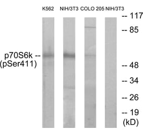 Western Blot - Anti-p70 S6 Kinase (phospho Ser411) Antibody (A7188) - Antibodies.com