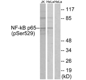 Western Blot - Anti-NF-kappaB p65 (phospho Ser529) Antibody (A7162) - Antibodies.com
