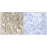 Immunohistochemistry - Anti-NF-kappaB p65 (phospho Ser529) Antibody (A7162) - Antibodies.com