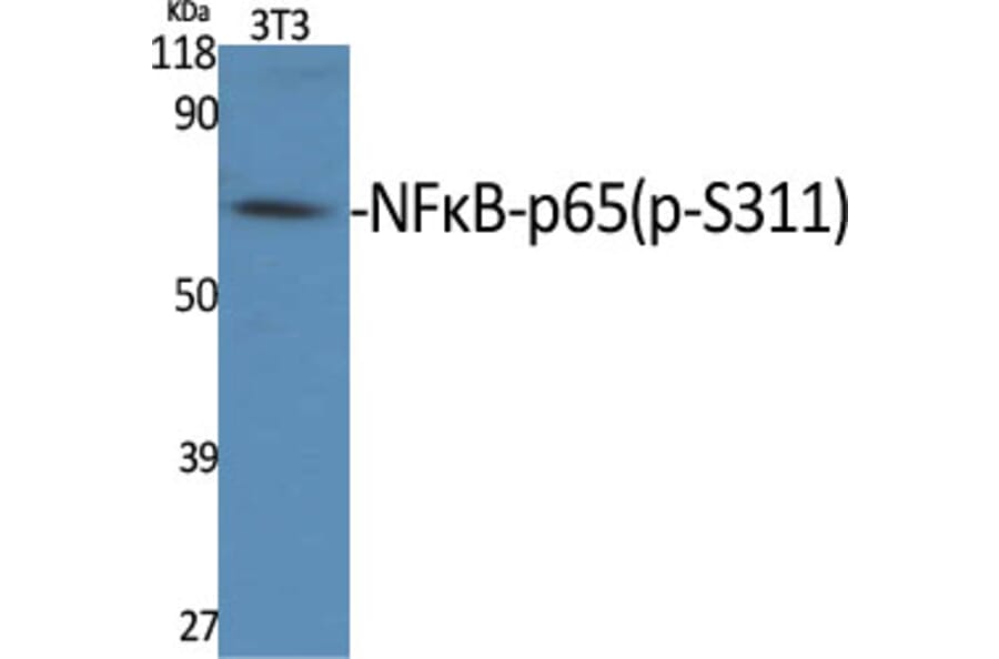 Western Blot - Anti-NF-kappaB p65 (phospho Ser311) Antibody (A7163) - Antibodies.com