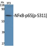 Western Blot - Anti-NF-kappaB p65 (phospho Ser311) Antibody (A7163) - Antibodies.com