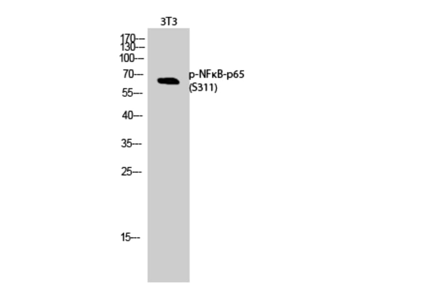 Western Blot - Anti-NF-kappaB p65 (phospho Ser311) Antibody (A7163) - Antibodies.com