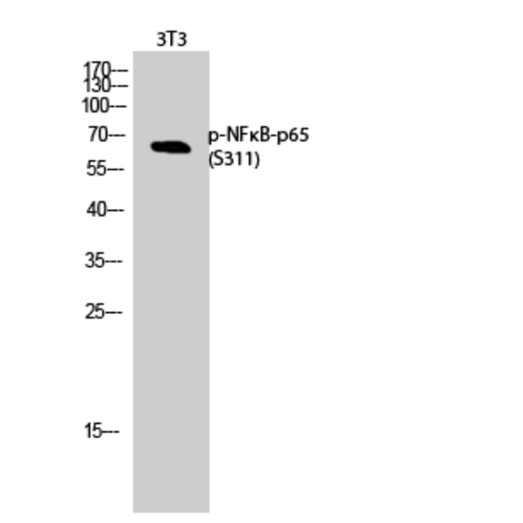 Western Blot - Anti-NF-kappaB p65 (phospho Ser311) Antibody (A7163) - Antibodies.com