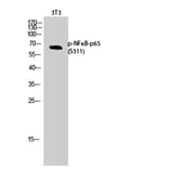 Western Blot - Anti-NF-kappaB p65 (phospho Ser311) Antibody (A7163) - Antibodies.com